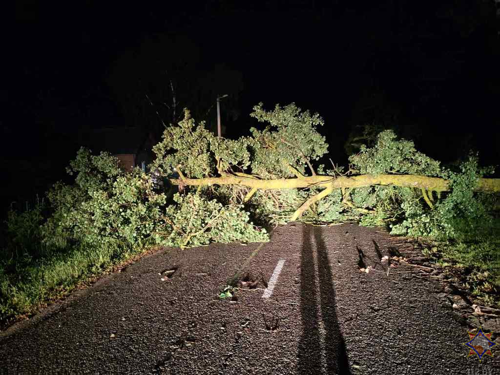МЧС показало последствия сильного ветра в Гомельской области
