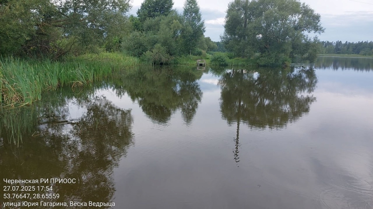 Минприроды обнаружило гибель рыбы в пруду Ведрица