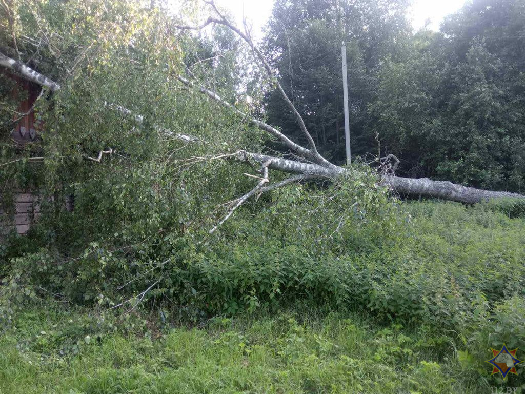 МЧС рассказало о последствиях сильного ветра в понедельник