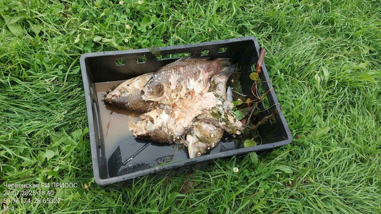 Минприроды обнаружило гибель рыбы в пруду Ведрица