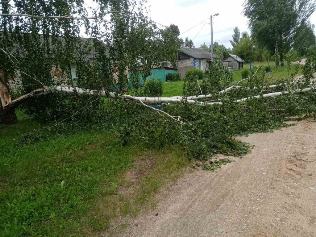Ветер повалил деревья в Могилевской области