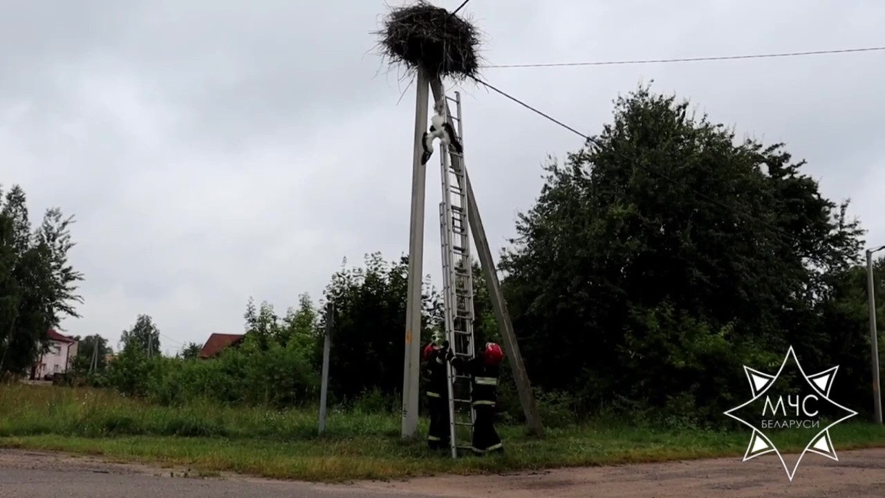 Аистенок выпал из гнезда и повис на проводе. Его освободили спасатели