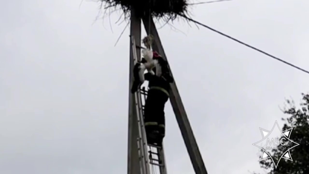 Аистенок выпал из гнезда и повис на проводе. Его освободили спасатели