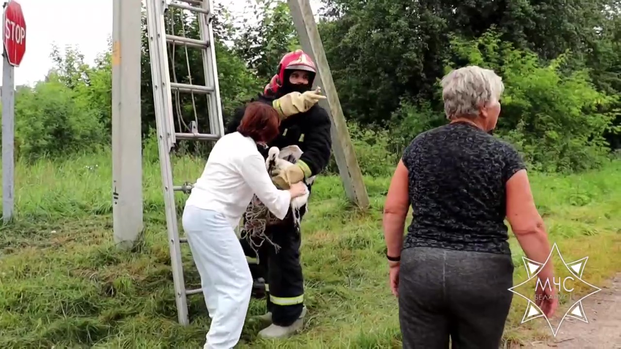 Аистенок выпал из гнезда и повис на проводе. Его освободили спасатели