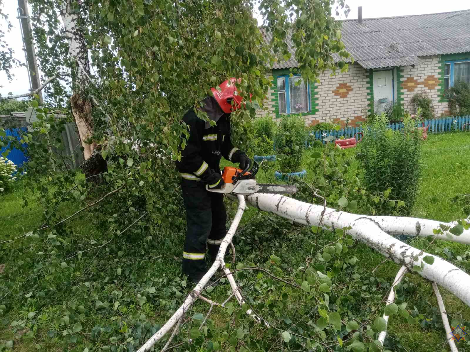 Ветер повалил деревья в Могилевской области