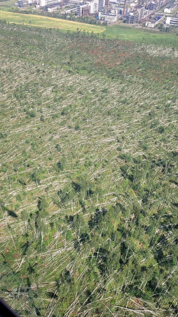 Ветер повалил участок леса под Могилевом