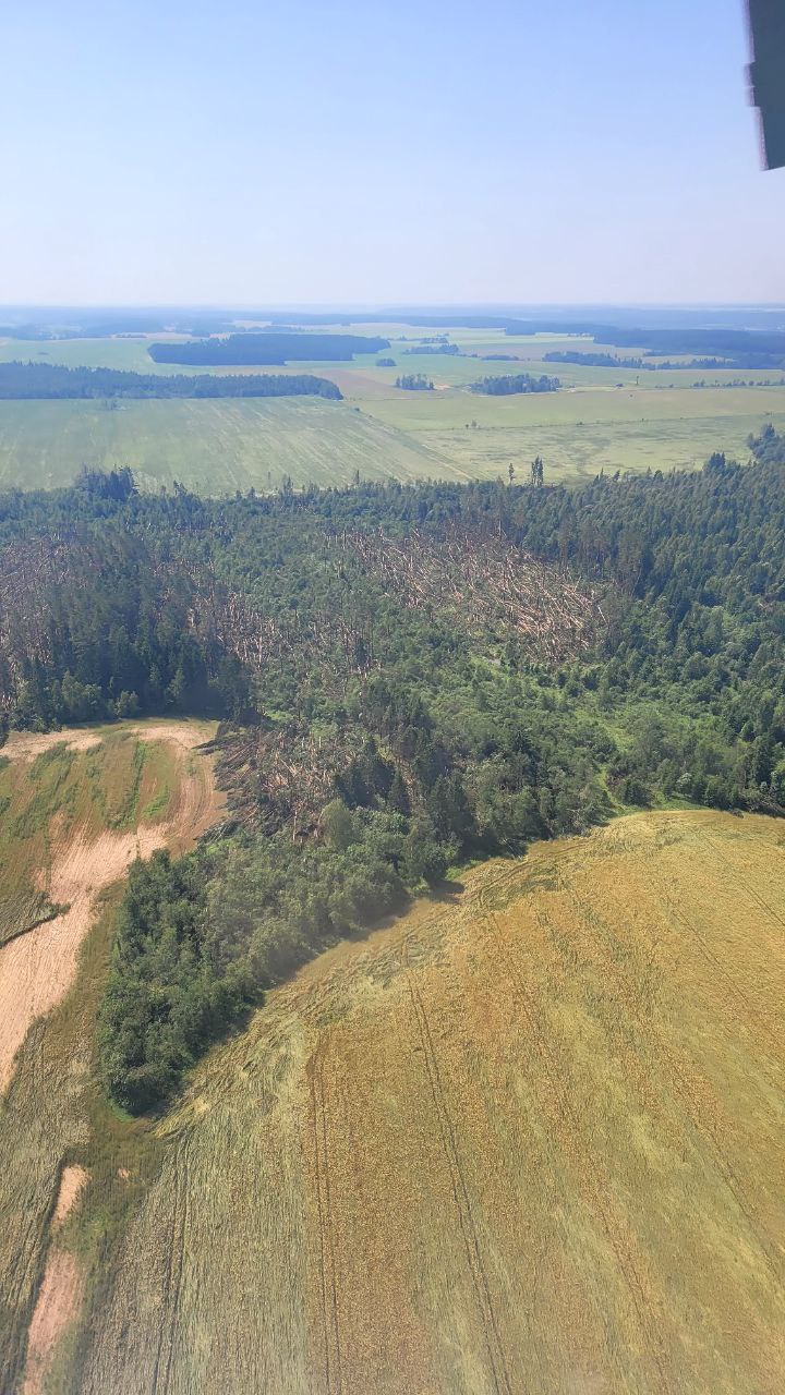 Ветер повалил участок леса под Могилевом