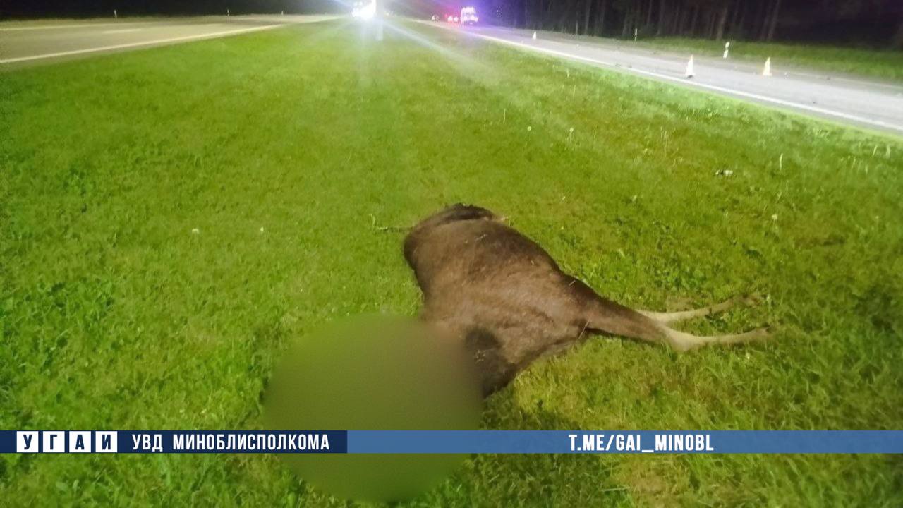 Мотоциклист столкнулся с лосем и погиб под Минском