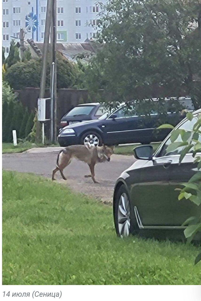 Обезврежен волк, пугавший жителей Сеницы