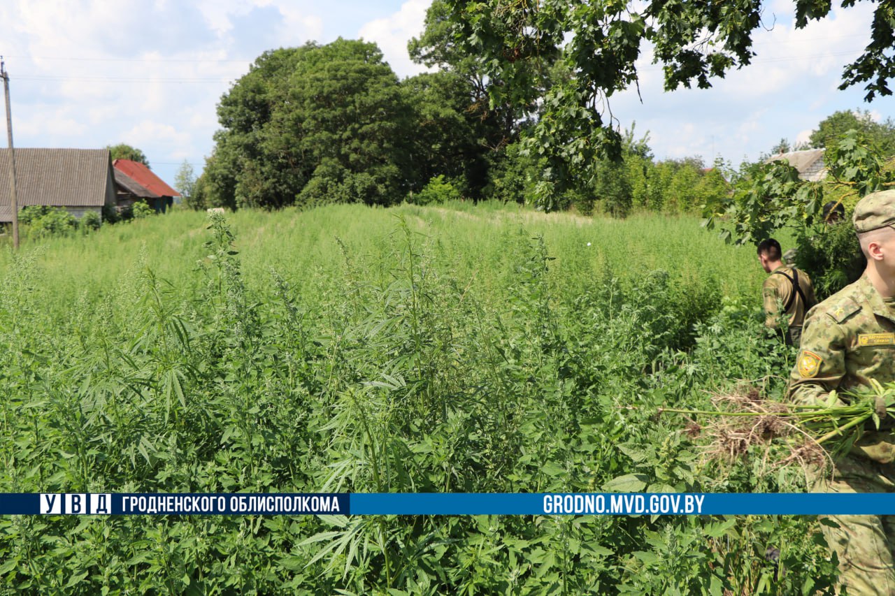 Плантацию конопли уничтожили под Гродно