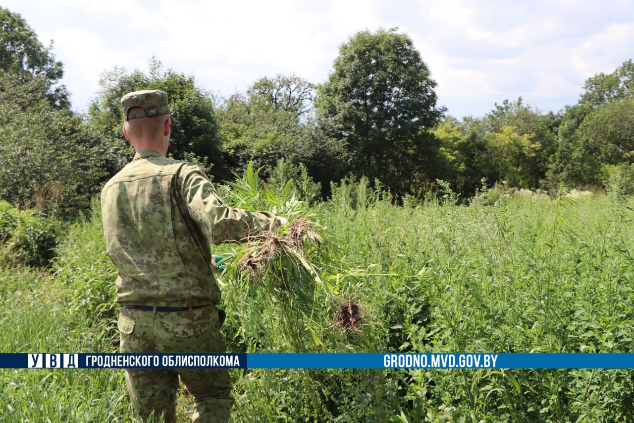 Плантацию конопли уничтожили под Гродно