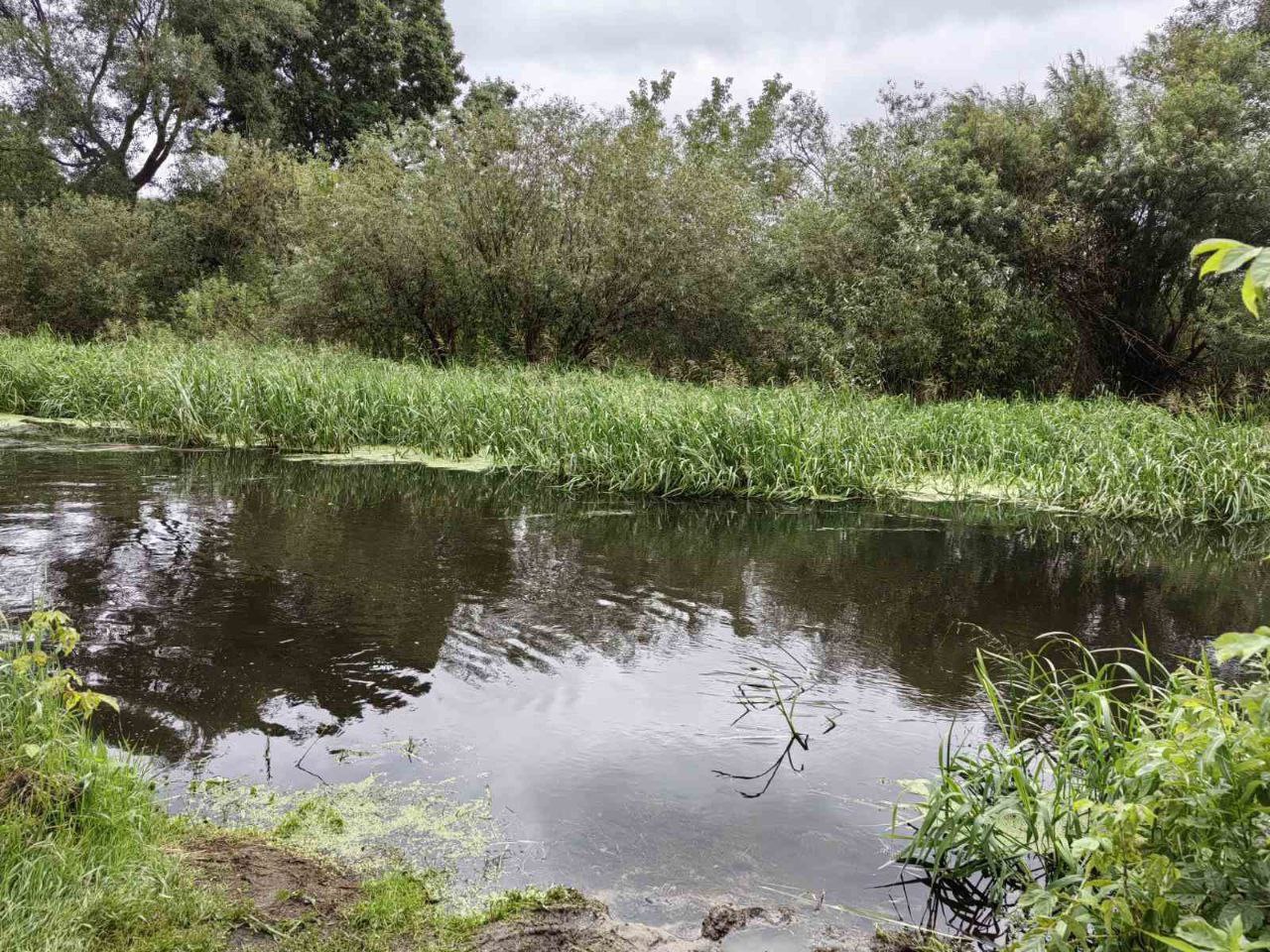 На реке Плиса в Борисове массовый мор рыбы