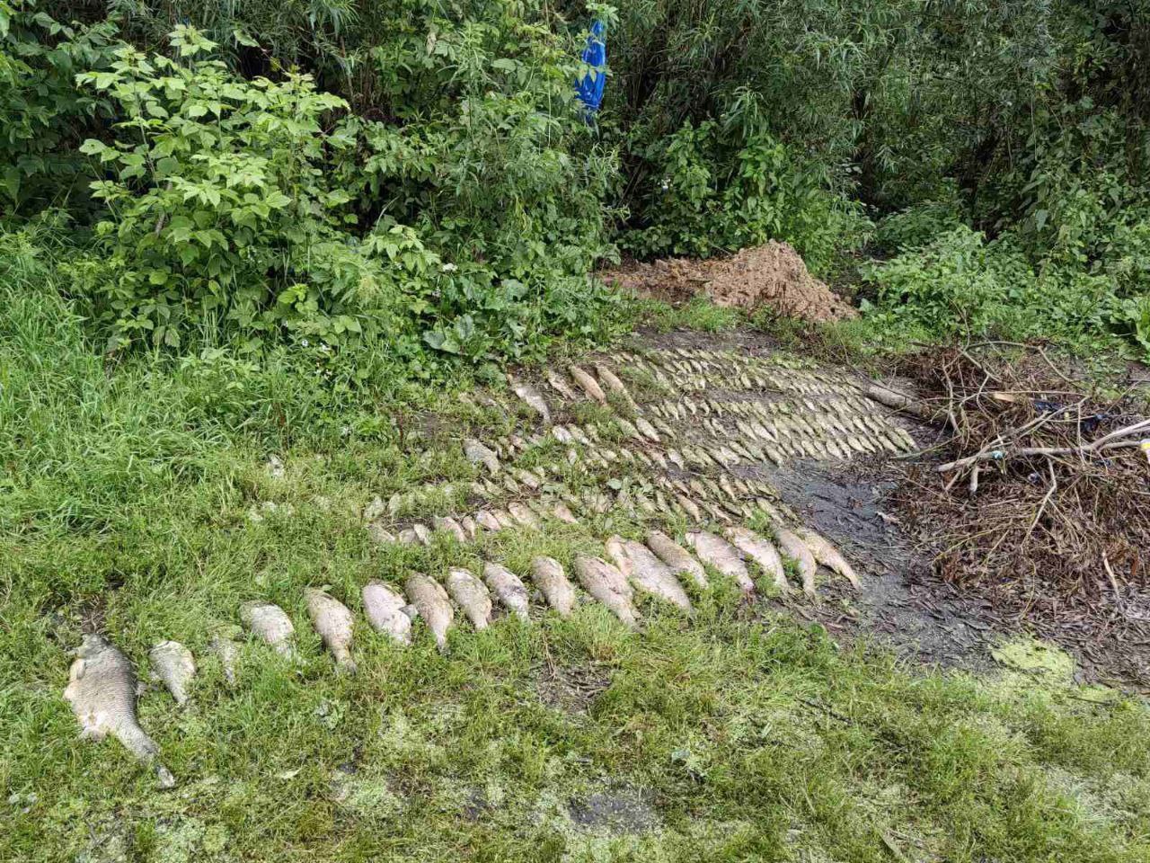 На реке Плиса в Борисове массовый мор рыбы