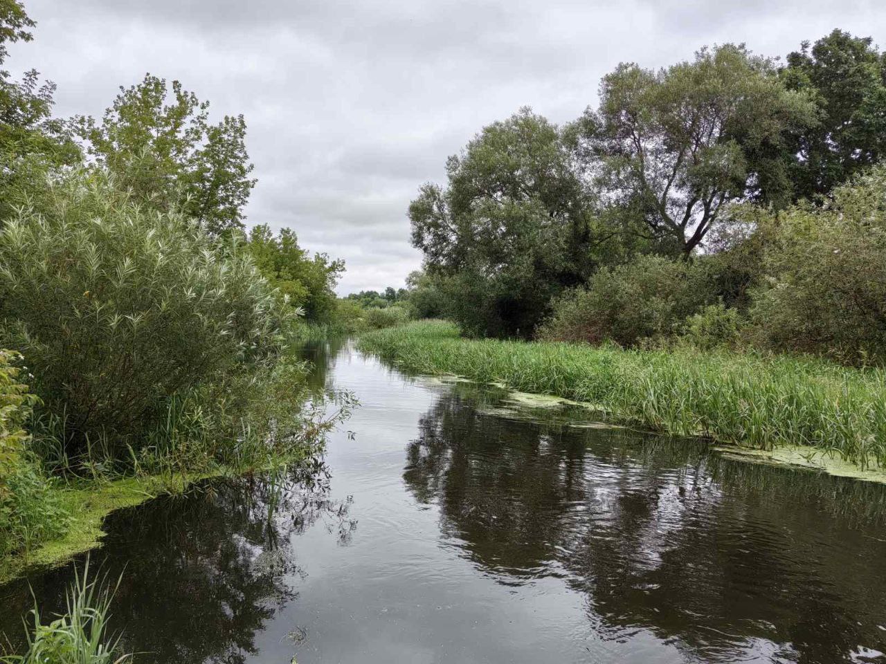 На реке Плиса в Борисове массовый мор рыбы