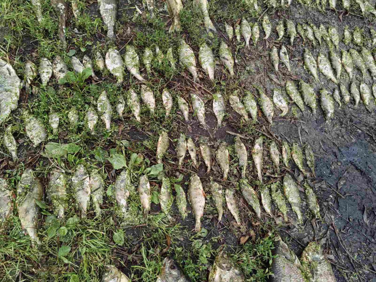 На реке Плиса в Борисове массовый мор рыбы