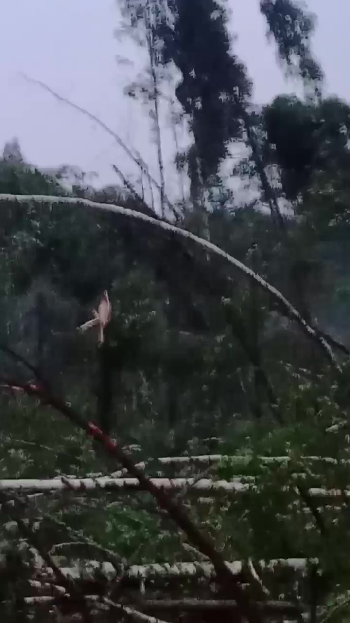 Поврежден газопровод и 40 подтоплений. МЧС подвело итоги грозового удара по Минску и Колодищам