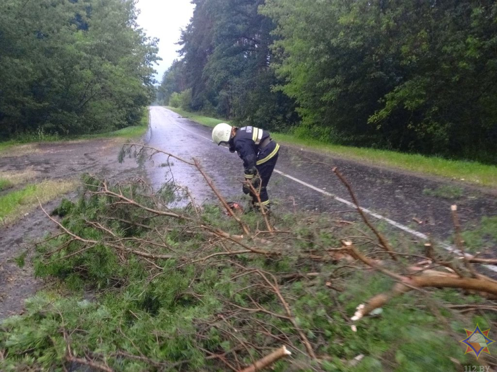 МЧС показало последствия сильного ветра в Гомельской области