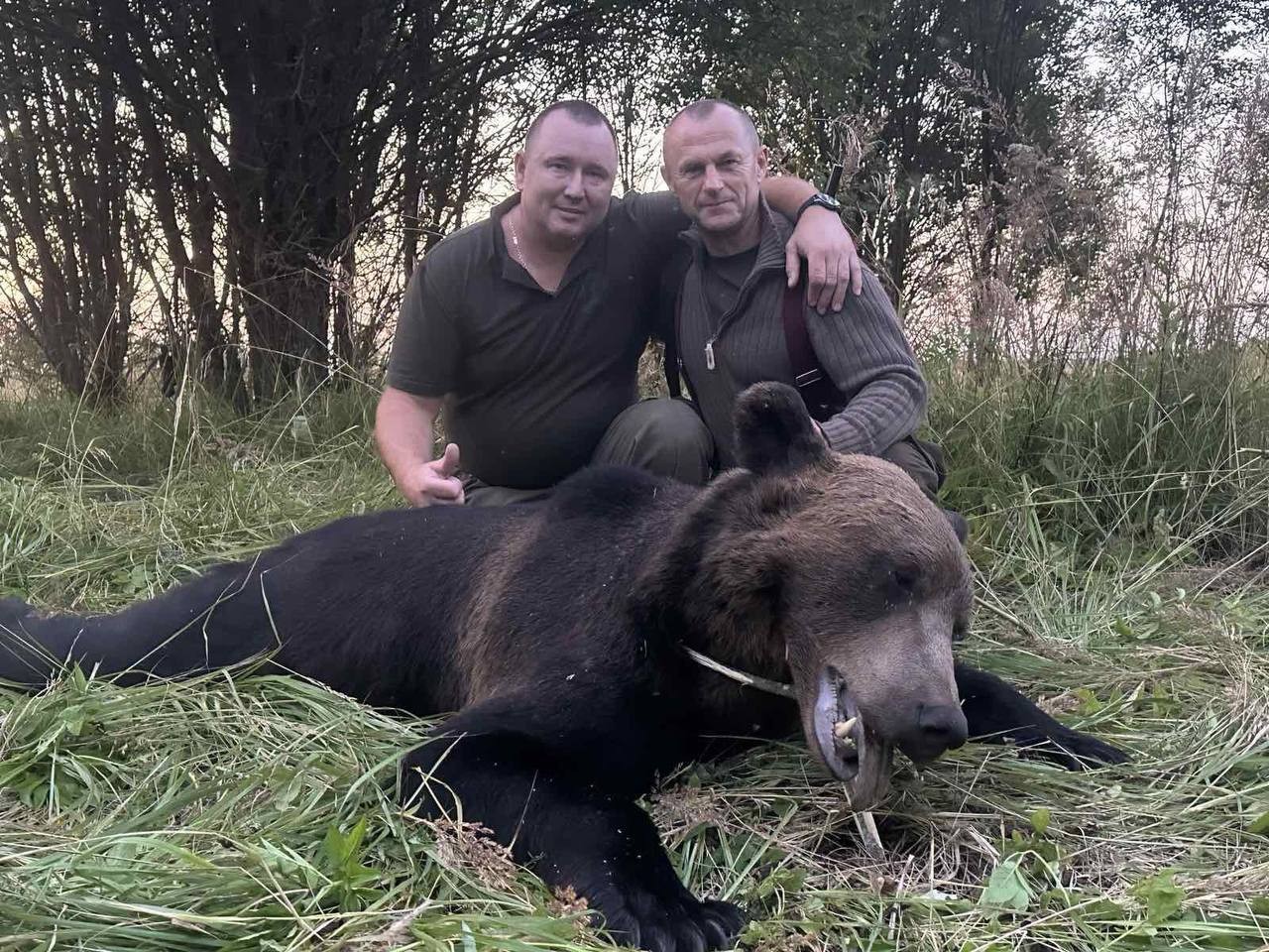 Четырех медведей убили в Беларуси на выходных