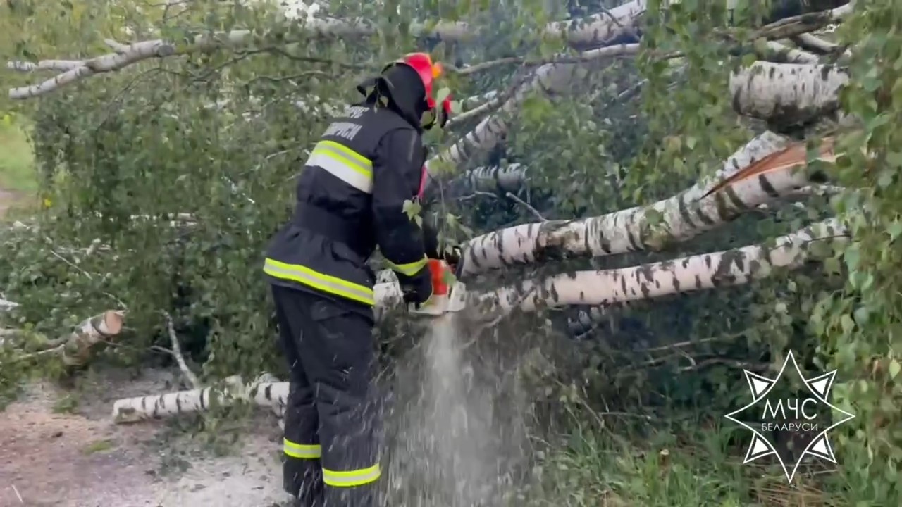 Непогода повалила деревья в Гродненской области