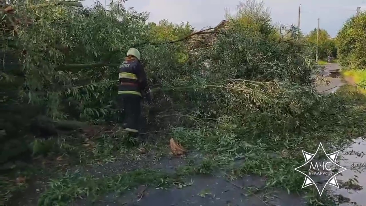 Непогода повалила деревья в Гродненской области