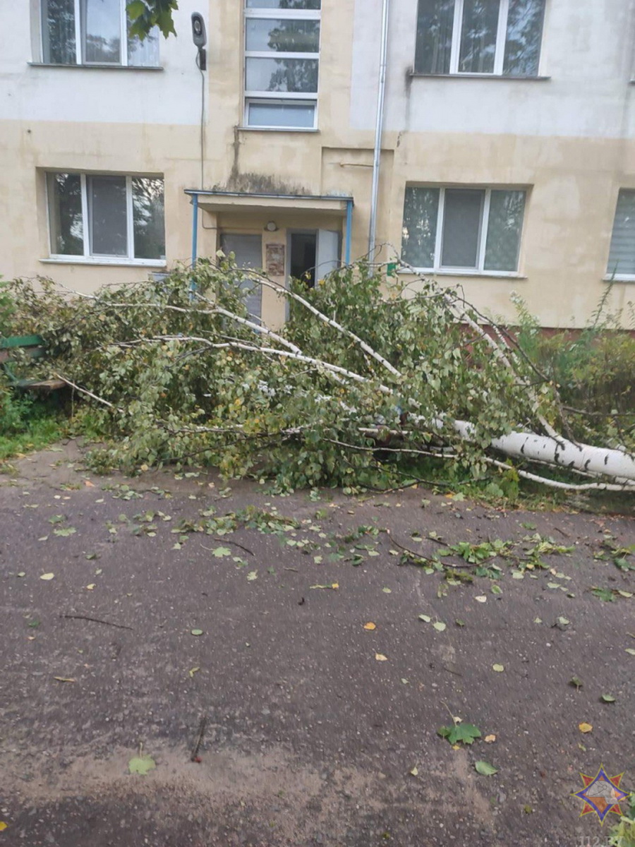 Поваленные деревья и сорванные крыши - в МЧС рассказали о непогоде в Могилевской и Брестской областях