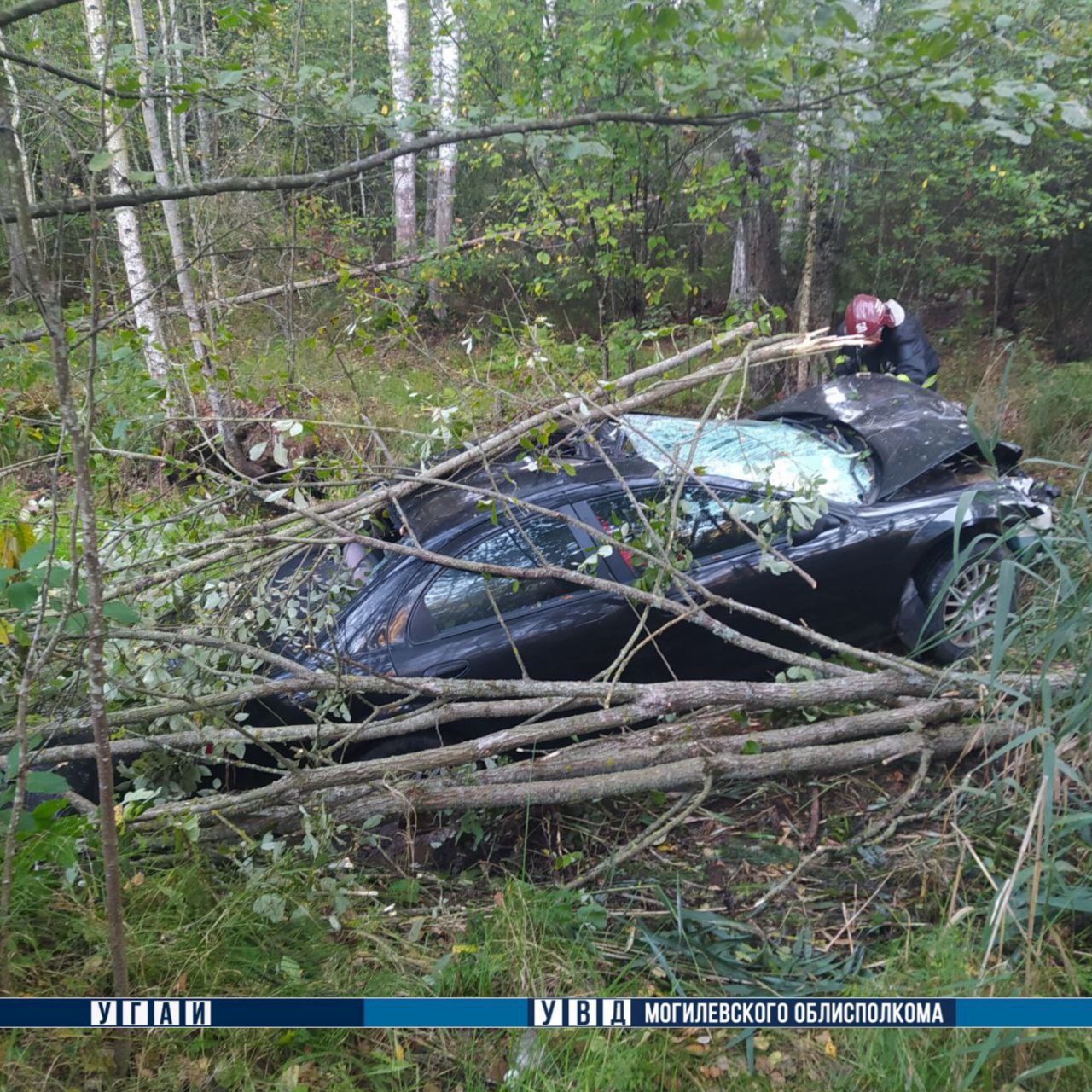 Женщина погибла после столкновения с лосем под Могилевом