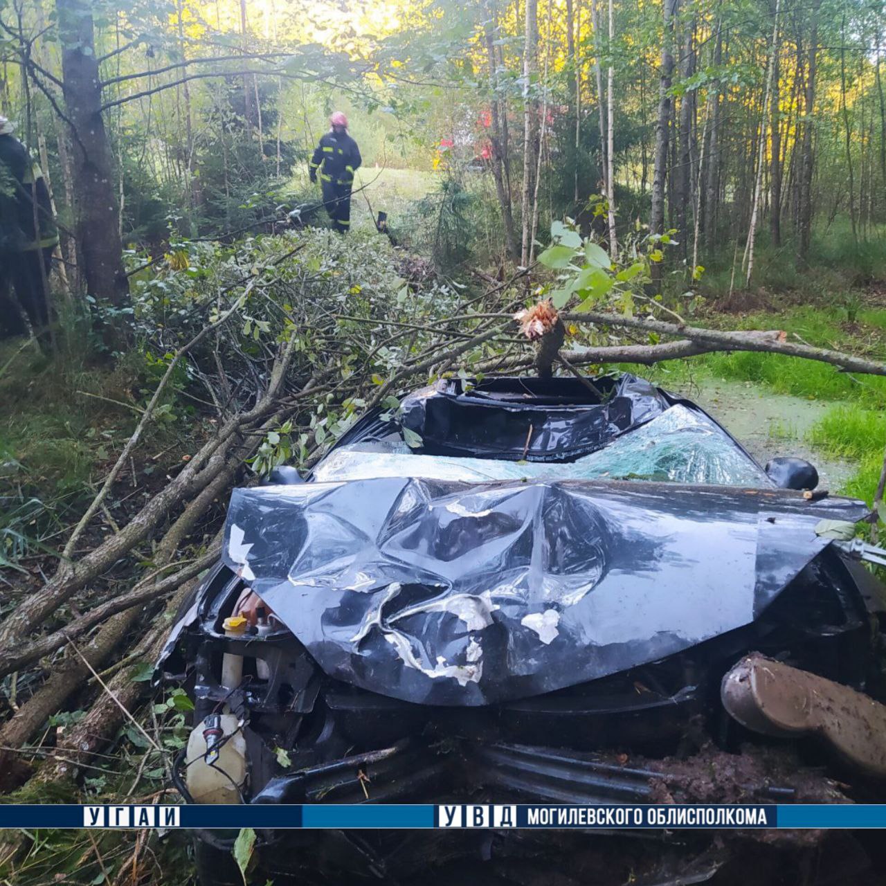 Женщина погибла после столкновения с лосем под Могилевом