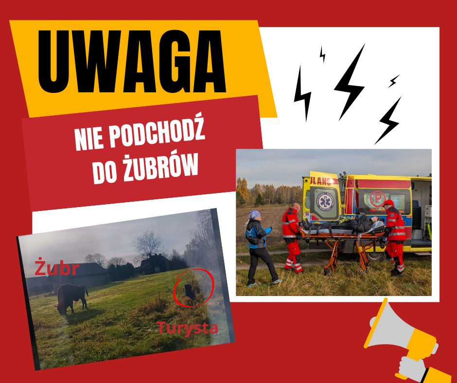 Bison Attacks Tourist in Polish Part of Bialowieza Forest