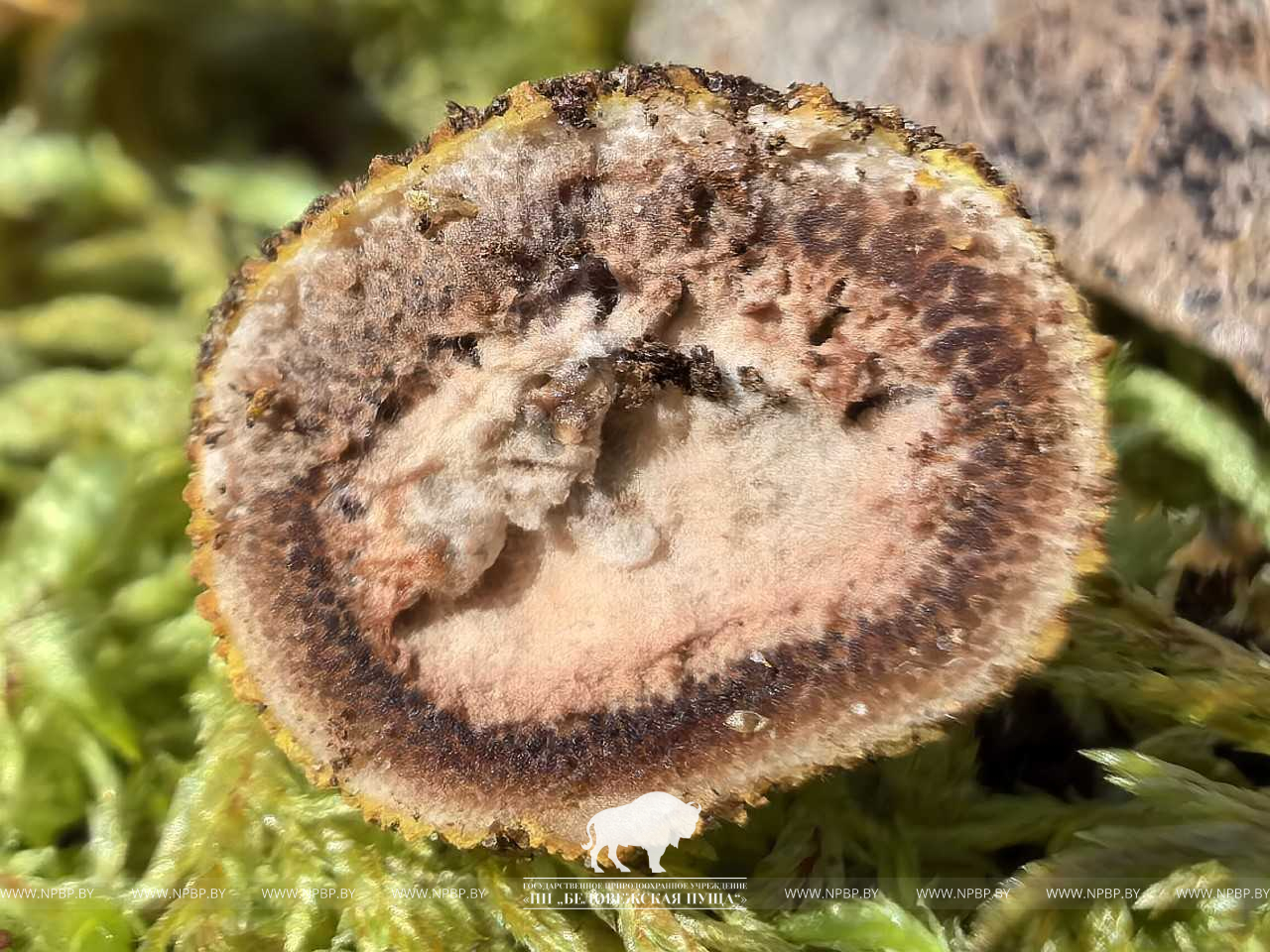 В Беловежской пуще нашли новый гриб, похожий на трюфель