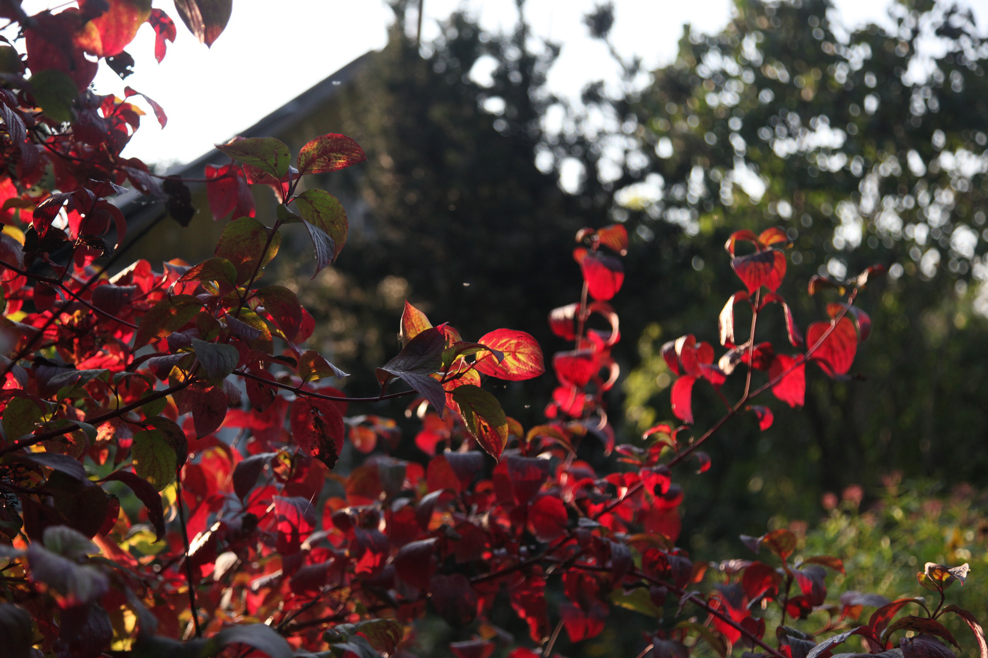 Ні дня без здымка. Пайшла з жыцця гродзенская фатографка Наталля Дораш