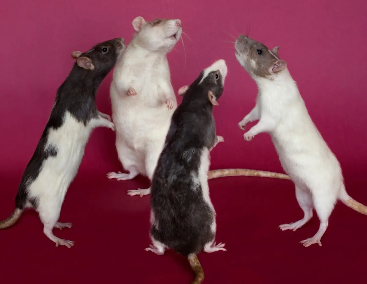 «Адмовіцца ад пазіцыі віду, які «перамог» у эвалюцыйнай барацьбе»: у Варшаве пройдзе прэзентацыя кнігі Rattus Sapience беларускай фатографкі Марыі Карнеенка