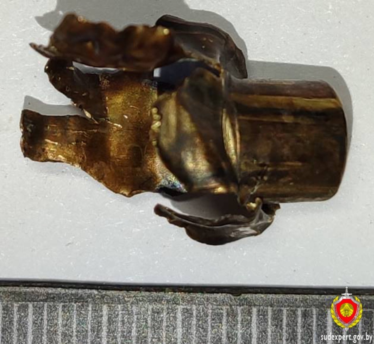 Житель Витебска получил 2 года с отсрочкой за убийство медведя