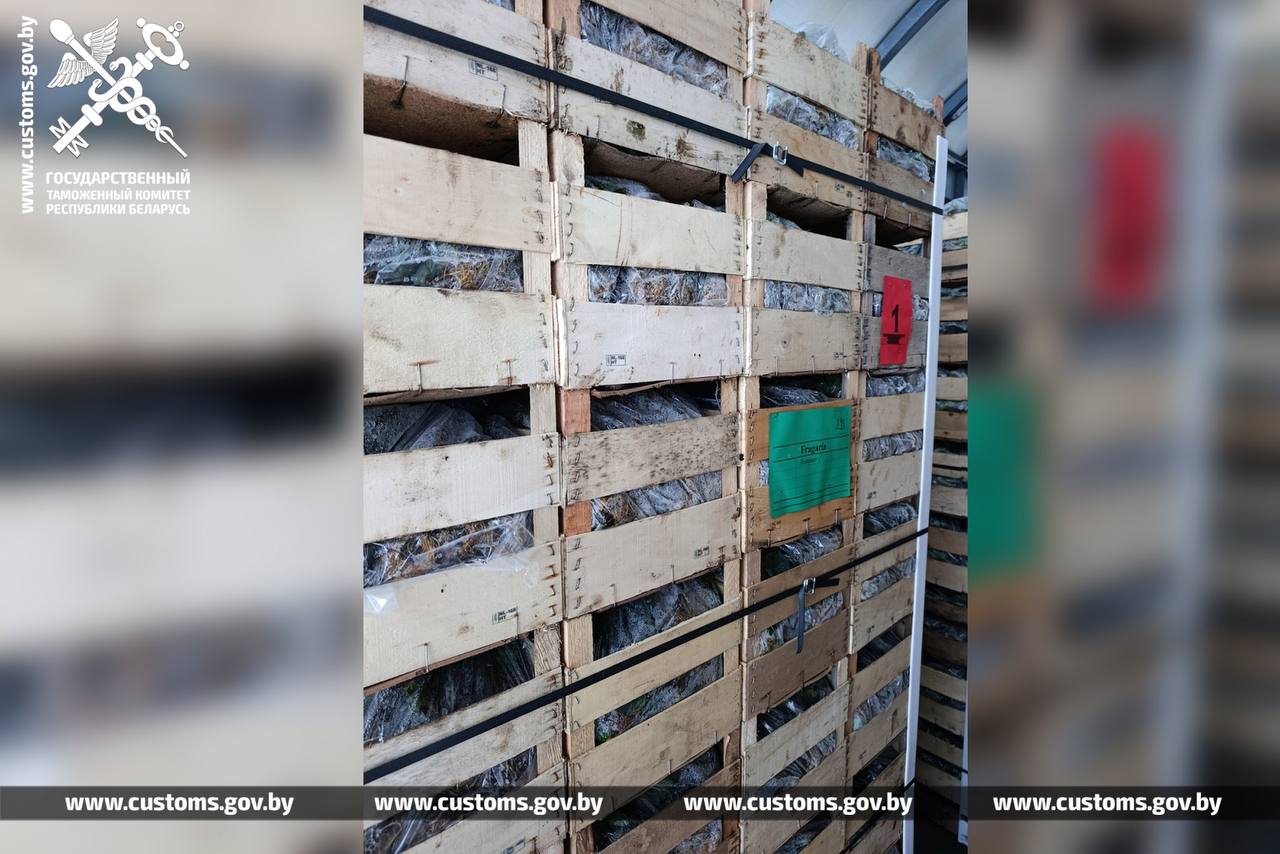 Саженцы земляники по заниженной стоимости пытались ввезти в Беларусь