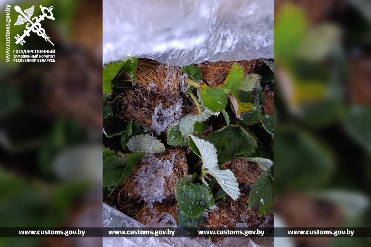 Саженцы земляники по заниженной стоимости пытались ввезти в Беларусь