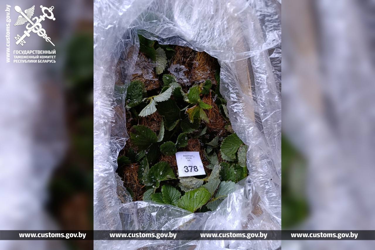 Саженцы земляники по заниженной стоимости пытались ввезти в Беларусь