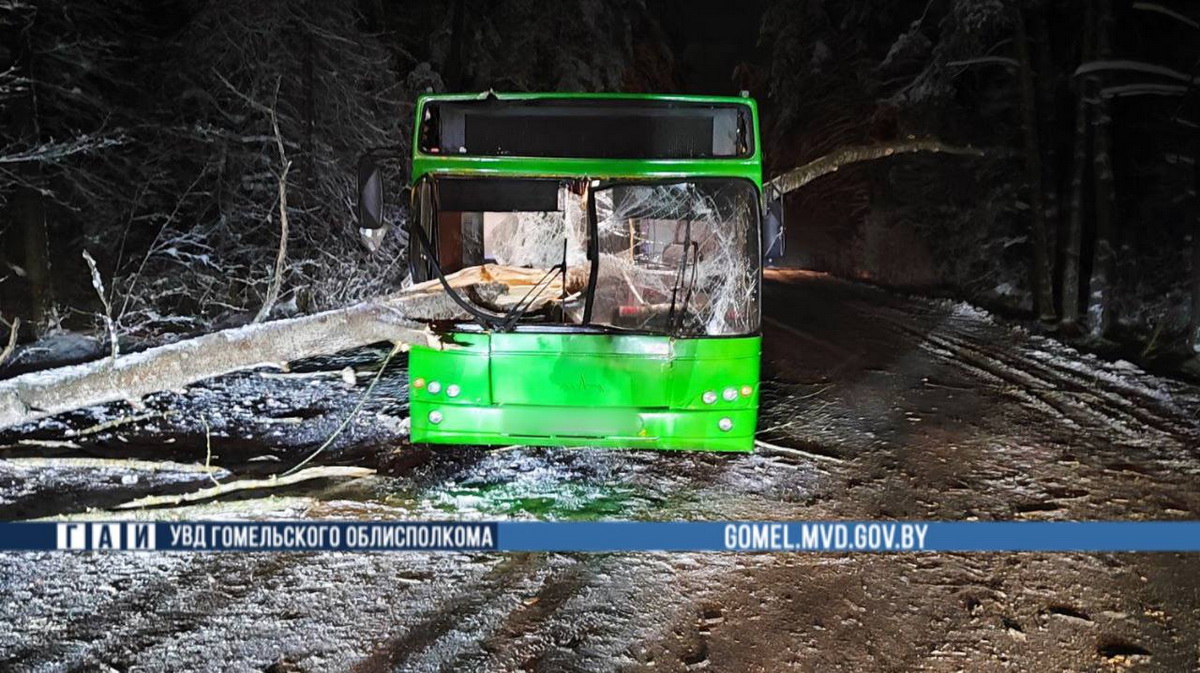 Дерево рухнуло на рейсовый автобус в Гомельском районе