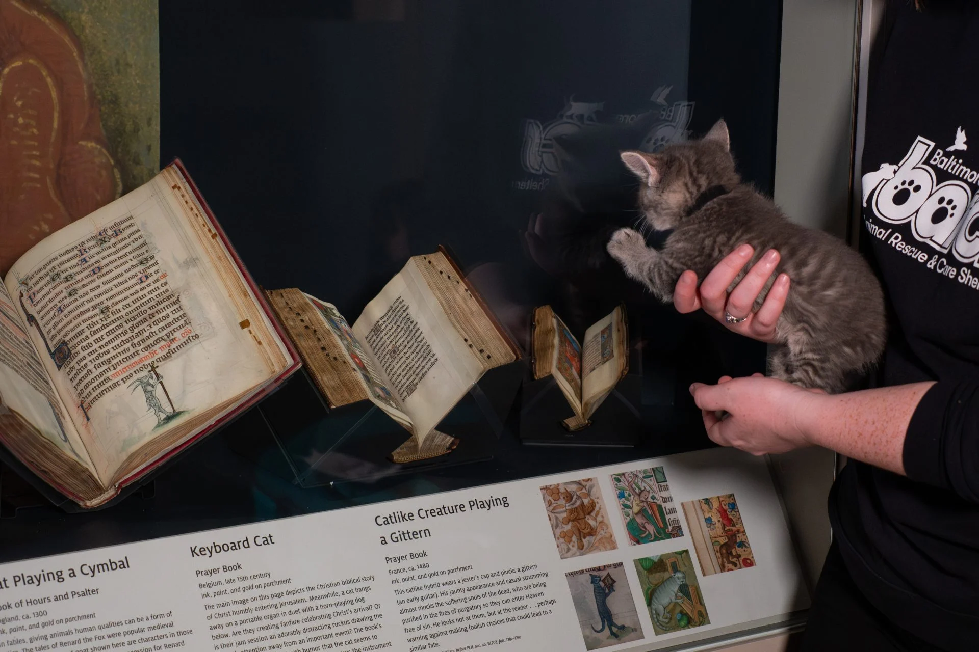 «Лапы на пергаменце»: у ЗША зрабілі мілую выставу пра катоў у старых рукапісах, якая нарадзілася з сярэднявечнай неспадзянкі