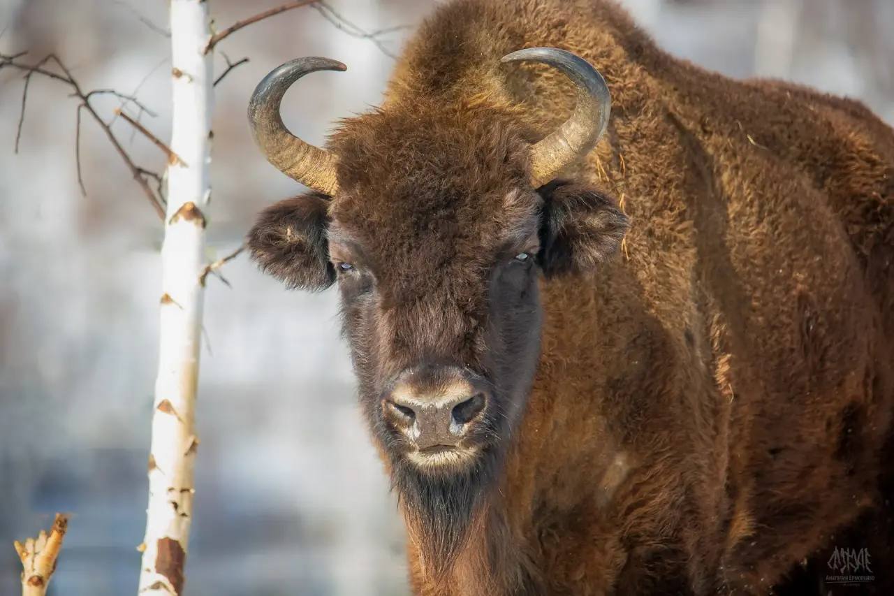Башкортостан купит еще 9 зубров в Беларуси за грант