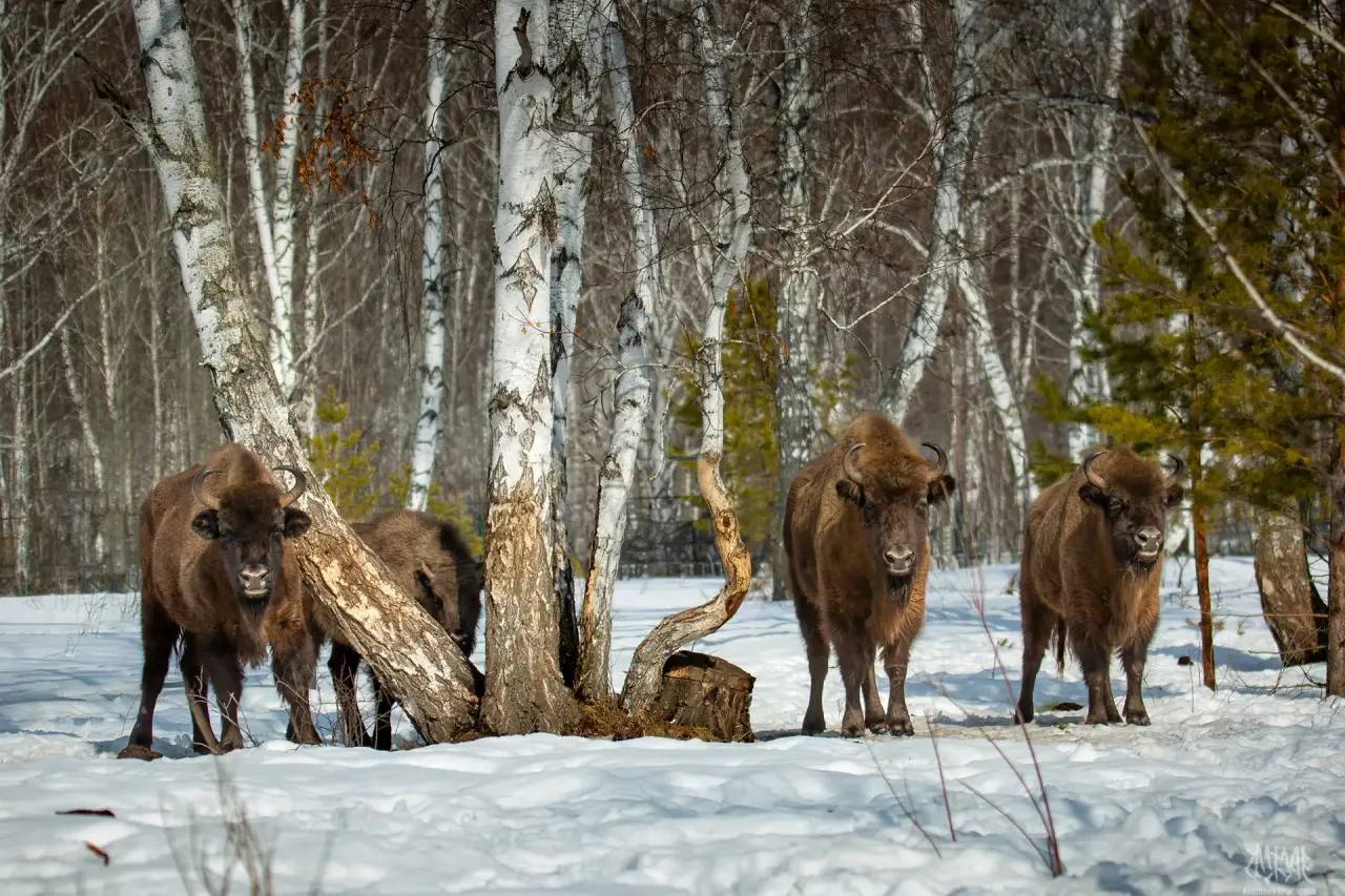 Башкортостан купит еще 9 зубров в Беларуси за грант