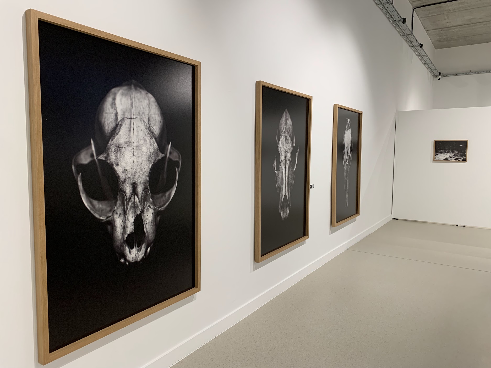 Беларуская фатаграфія скарае польскі Рыбнік: на міжнародным фотафестывалі ў Польшчы кнігі беларускіх аўтараў карысталіся попытам