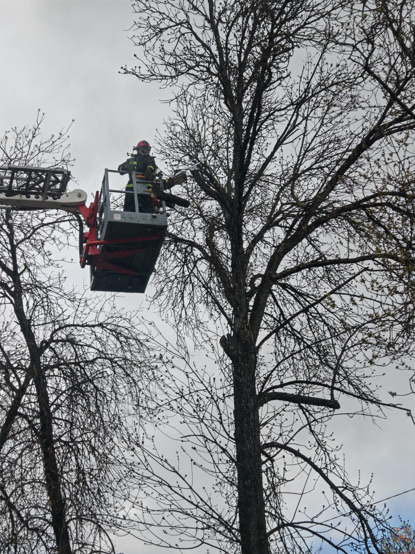 Ветер в Минске валил деревья, повреждал билборды и автомобили