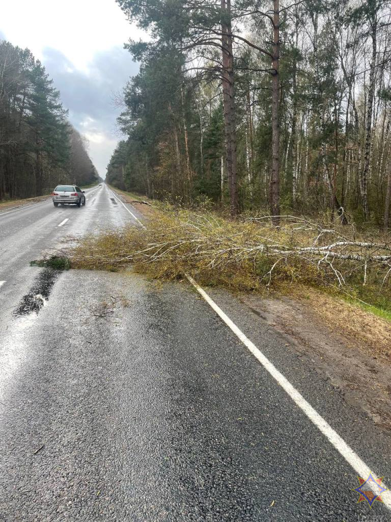 Ветер повалил на дорогу световую опору в Бресте