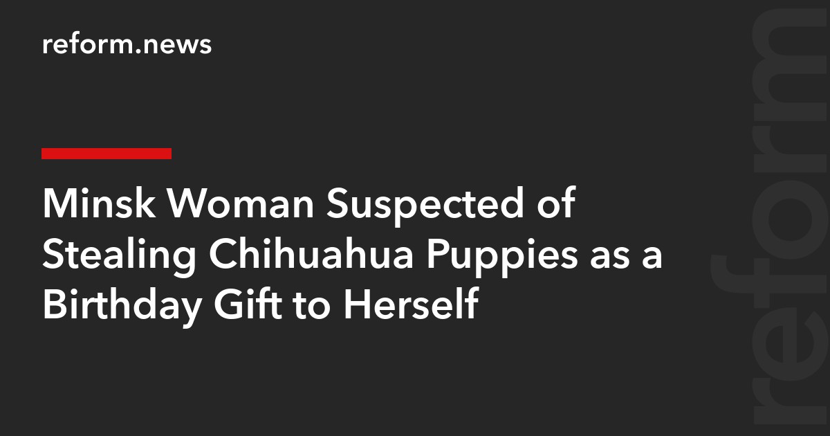 Minsk Woman Suspected of Stealing Chihuahua Puppies as a Birthday Gift to Herself