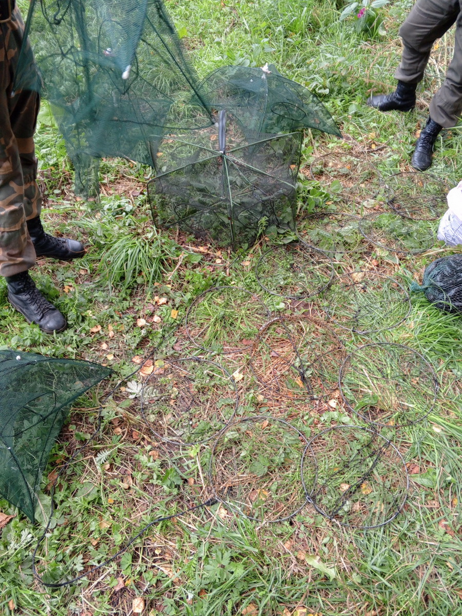 Житель Мстиславского района расплачивался за услуги краснокнижными раками