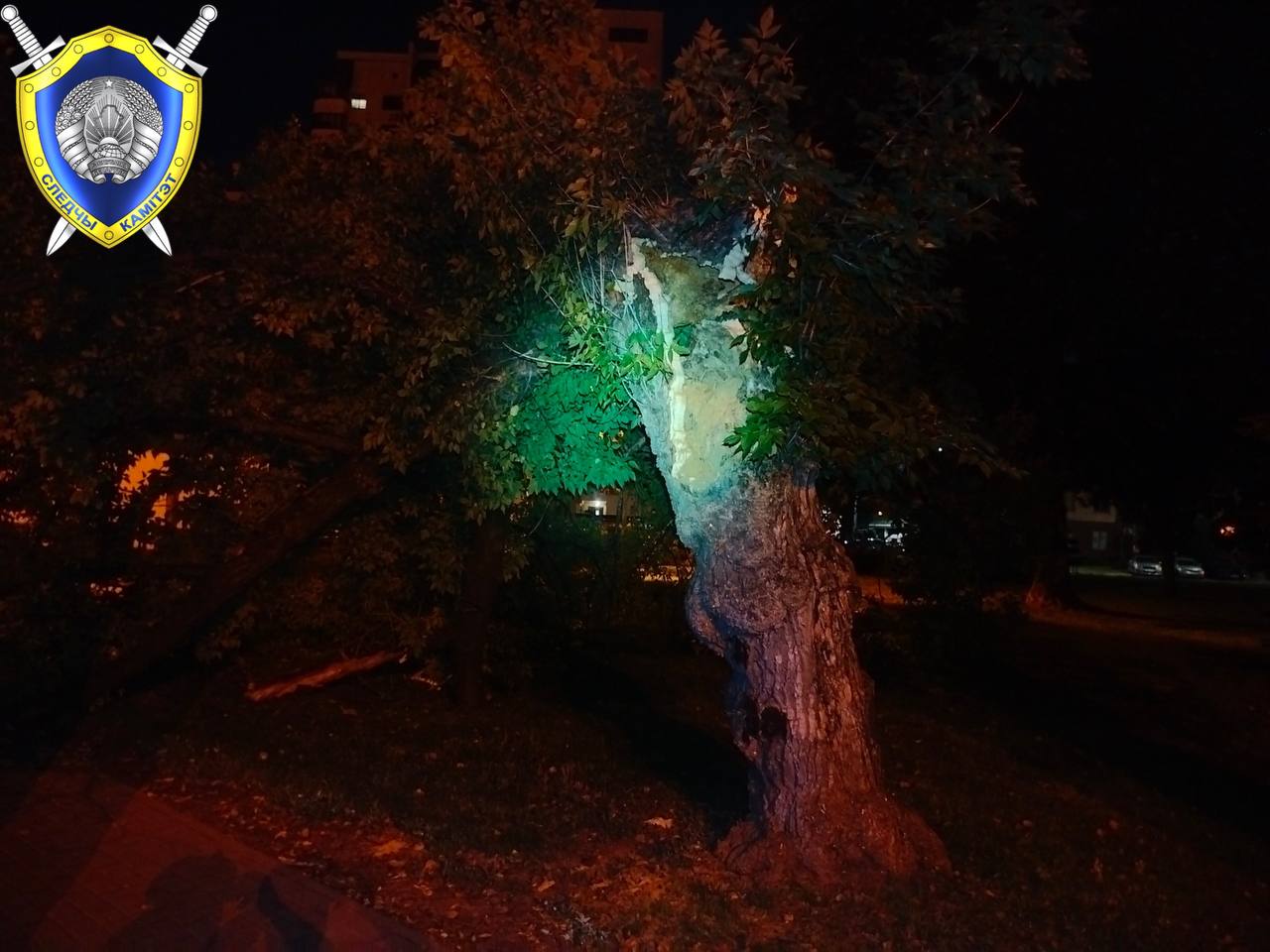 Дерево упало на девушку в Минске